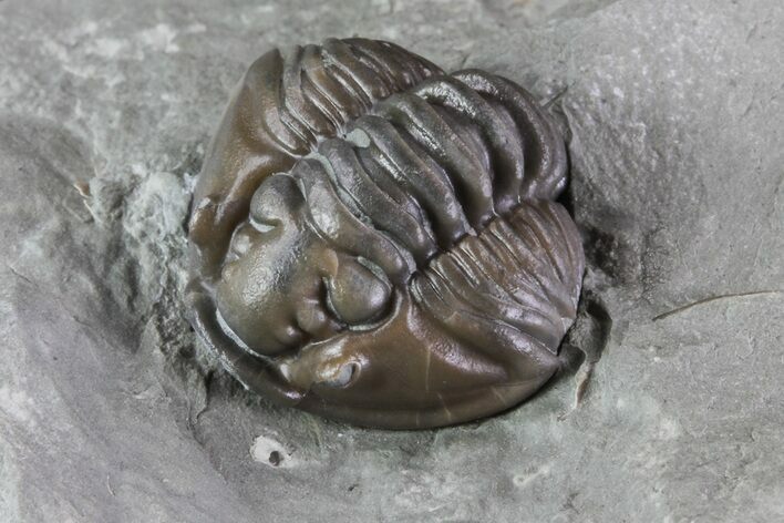 Wide, Enrolled Flexicalymene Trilobite In Shale - Ohio #68597